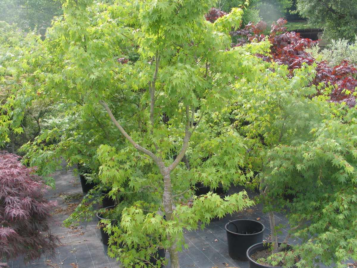 Acer palmathum