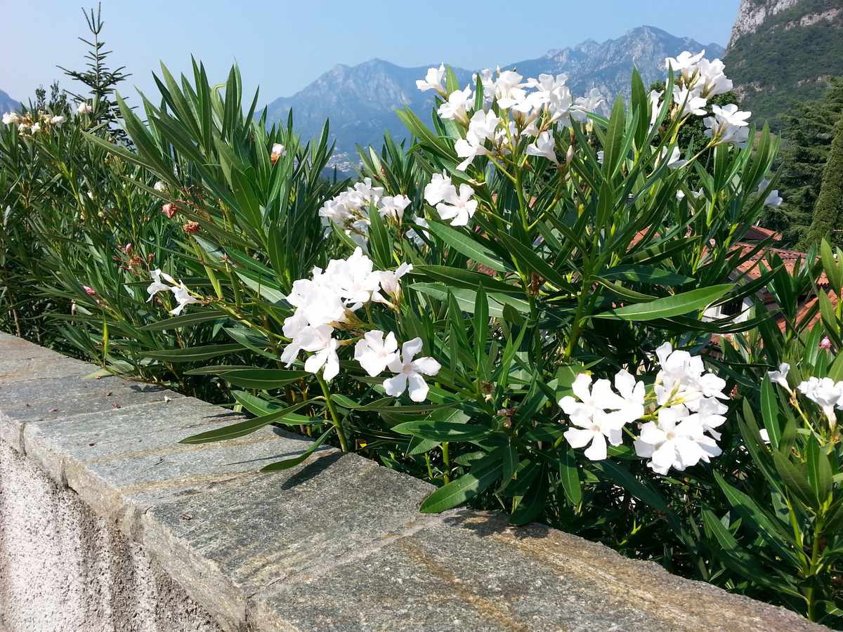 Nerium Oleander mont blanc