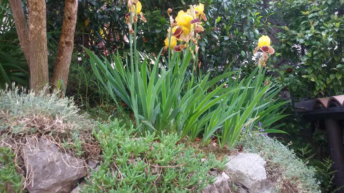 Iris Germanica variegato